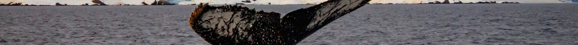 Divider Whale