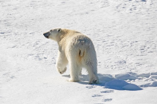 Polar Bear 8703907 1920